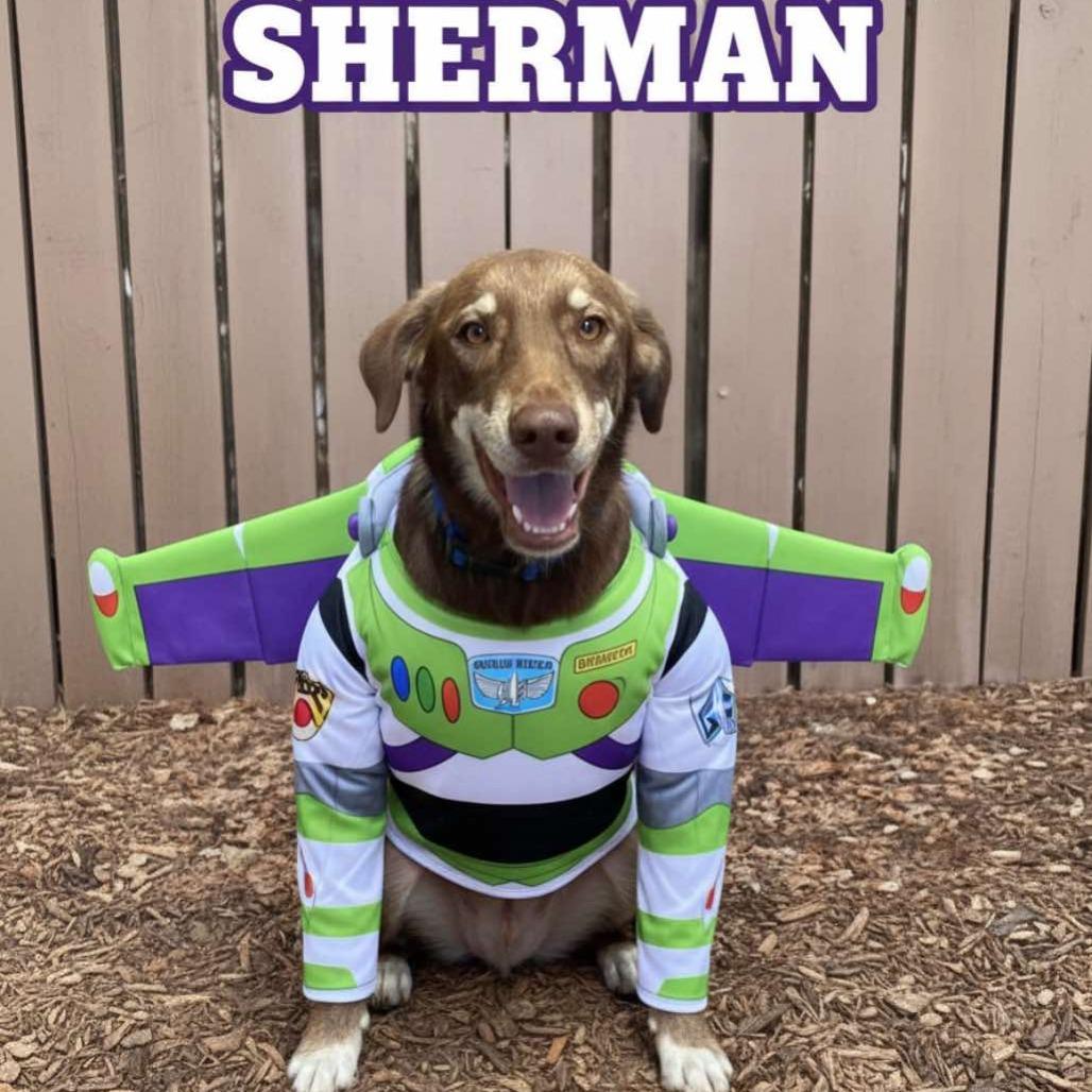 Enlarge Sherman, a Adoptable mixed breed in Phoenix, AZ image 4/6