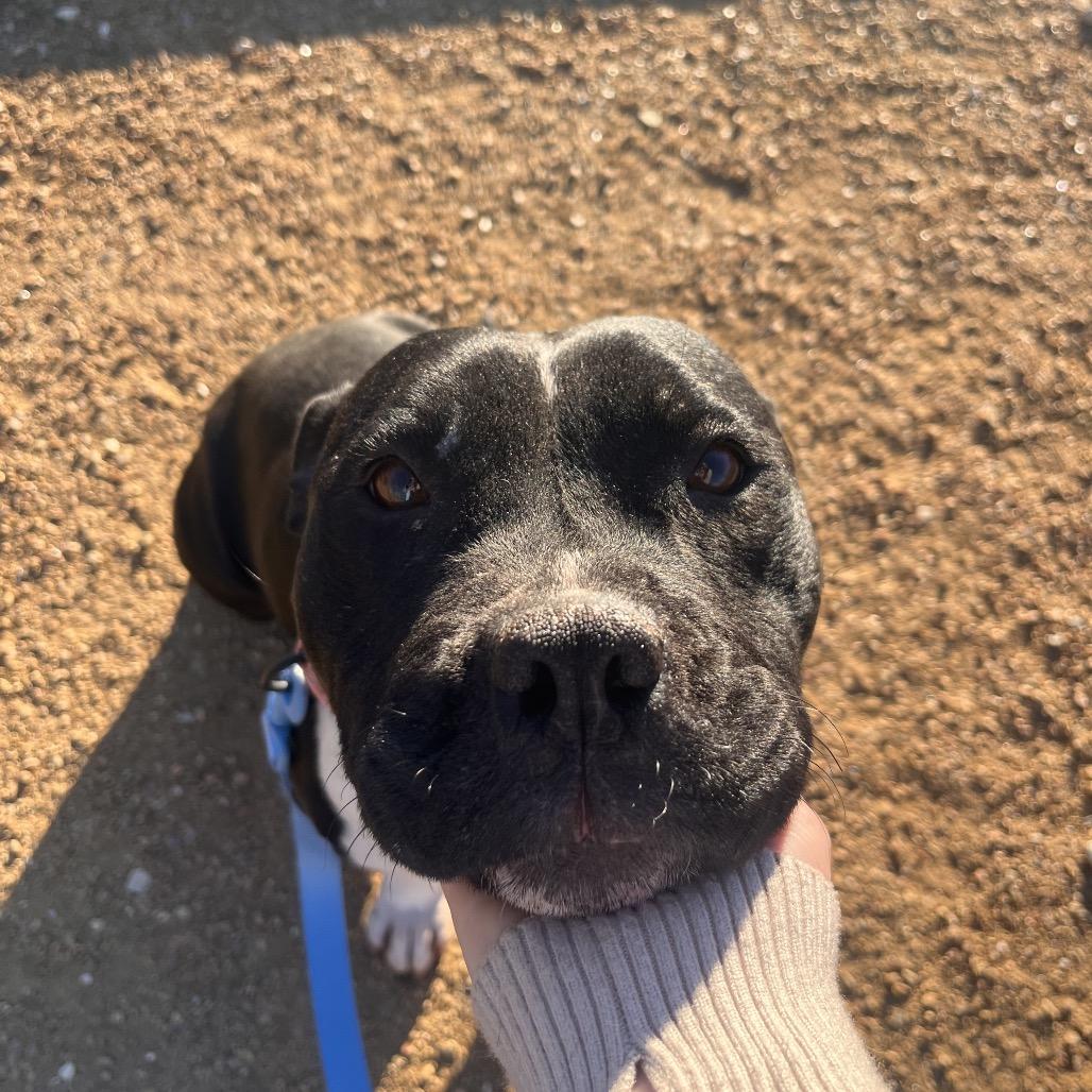 Millie-Moo, a Adoptable Mixed Breed in Bentonville, AR image 4/6