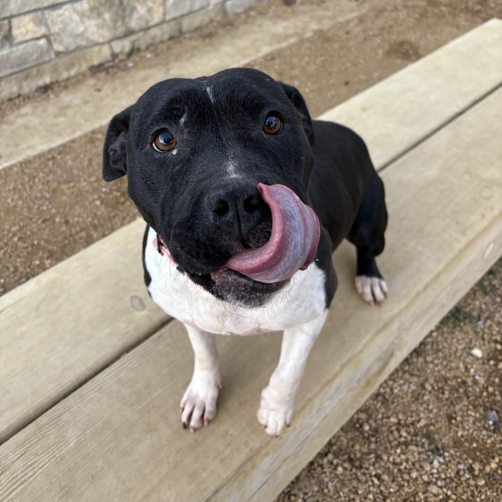Millie-Moo, a Adoptable Mixed Breed in Bentonville, AR image 5/6