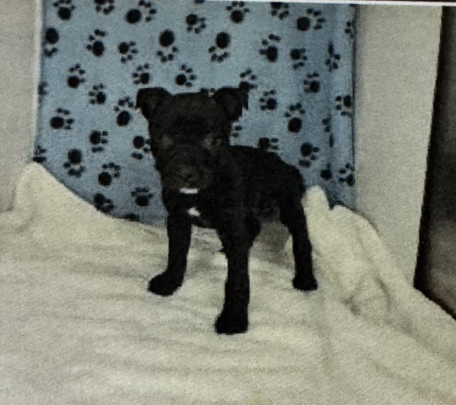 Wilmina, Adoptable, Puppy Female Hound.