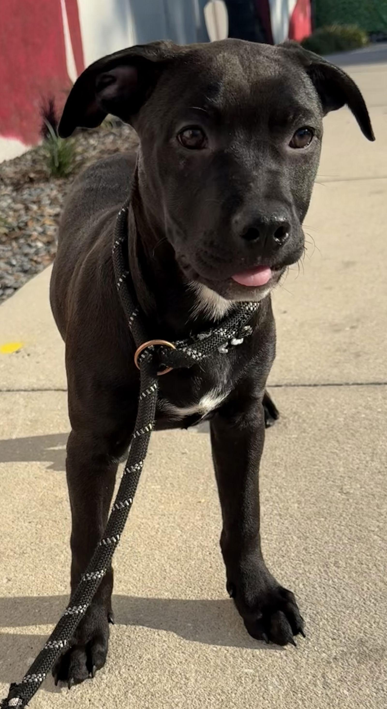 Enlarge Wilmina, a Adoptable Hound in Sanford, FL image 2/3