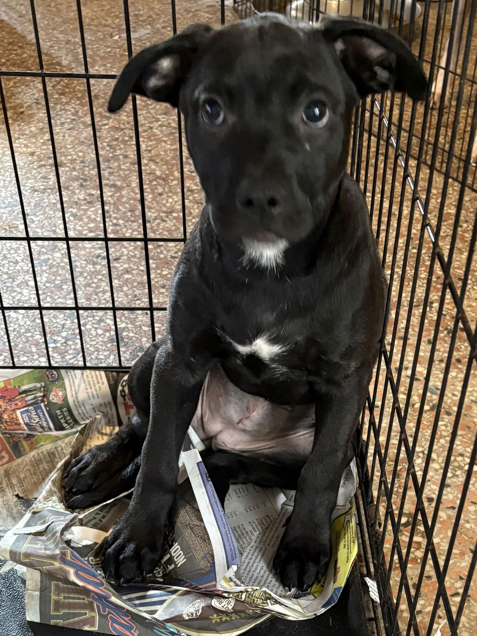 Enlarge Wilmina, a Adoptable Hound in Sanford, FL image 3/3