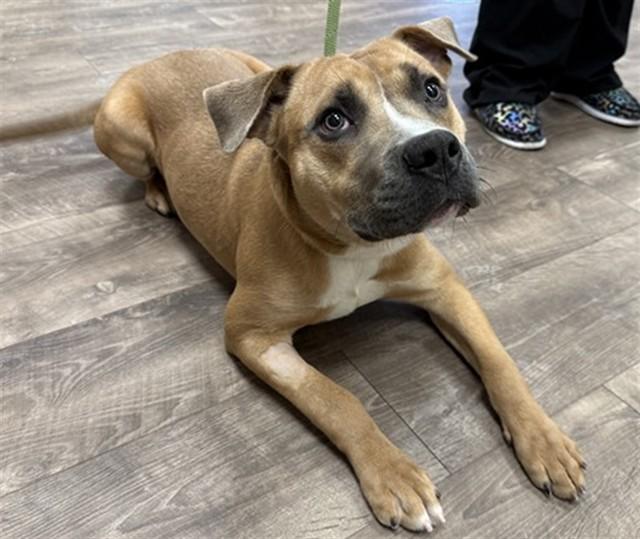 Enlarge PHILLIP, a Adoptable mixed breed in Aurora, IL image 1/1