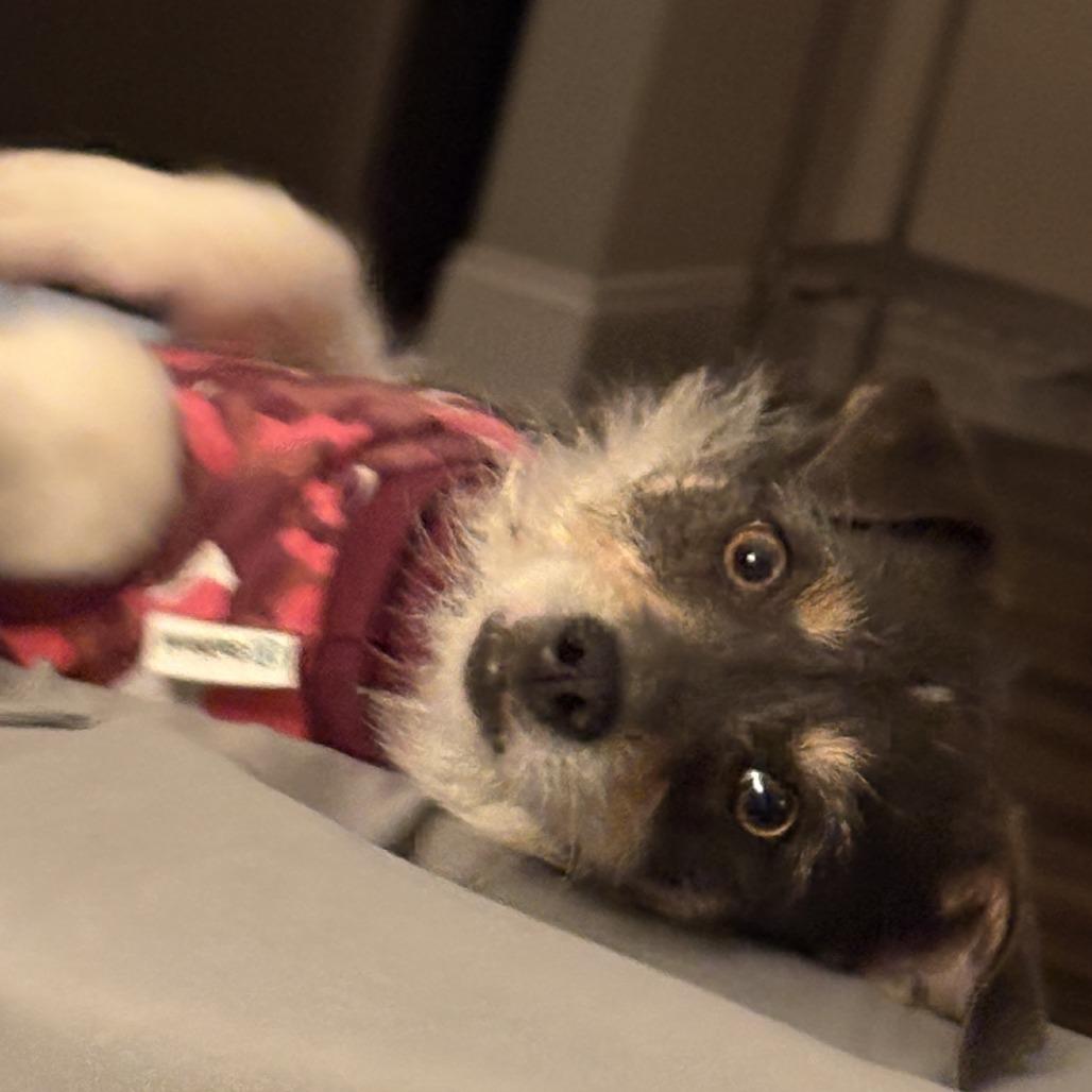 Candy, Adoptable, Young Female Jack Russell Terrier.