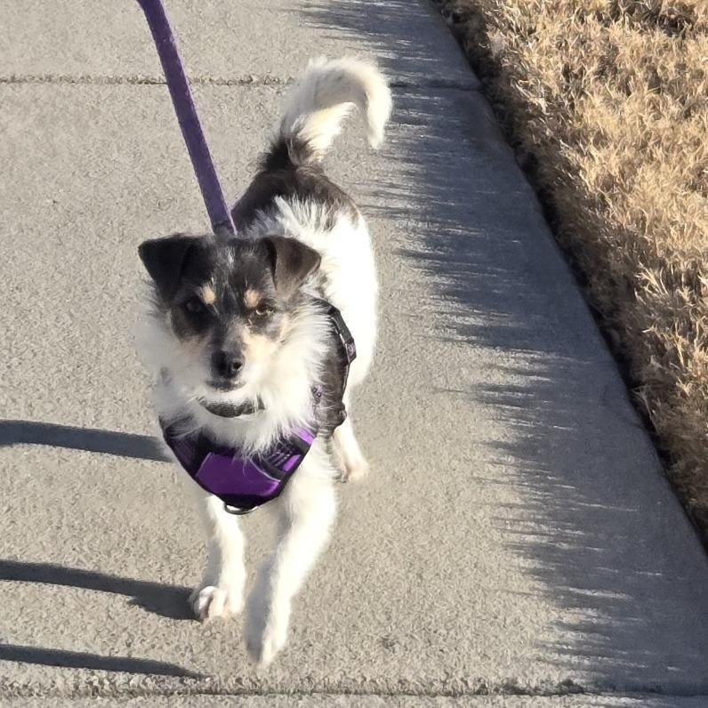 Enlarge Candy, a Adoptable Jack Russell Terrier in Raleigh, NC image 2/4