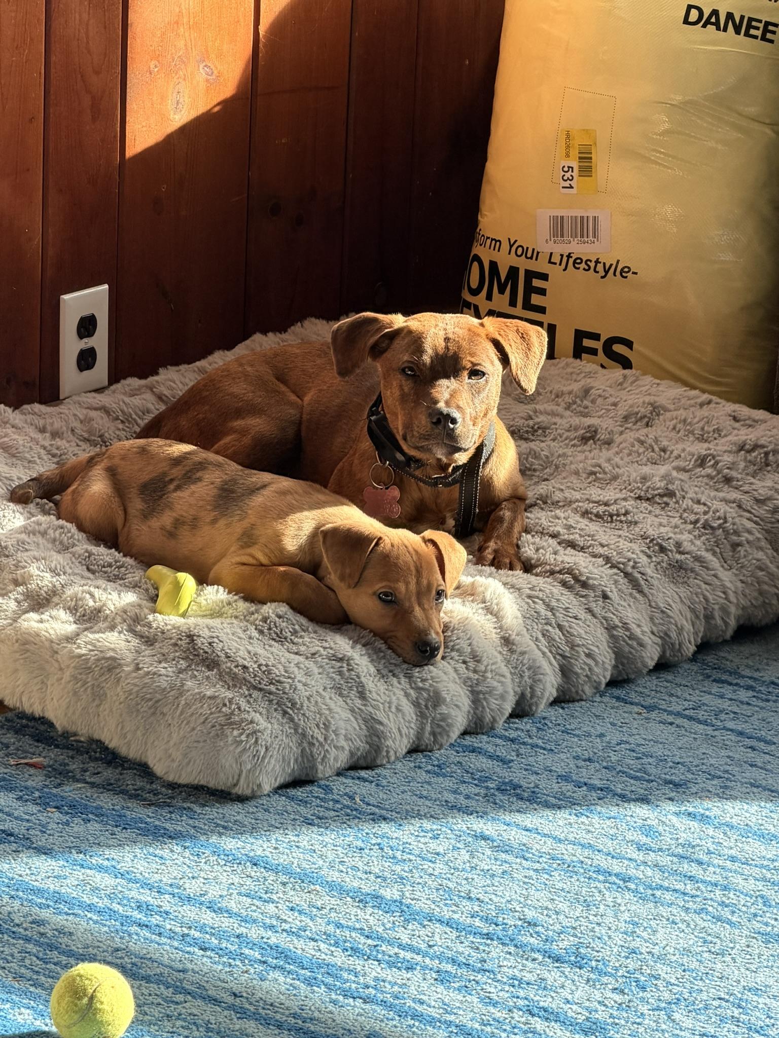 Enlarge Nutmeg, a Adoptable mixed breed in Rhinebeck, NY image 5/6