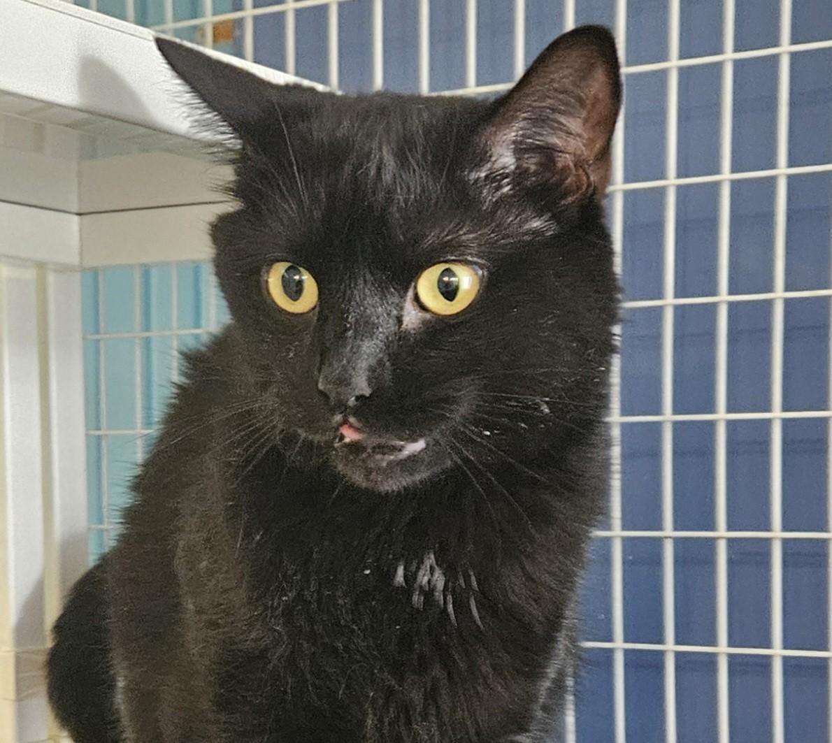 Enlarge BamBam, a ADOPTABLE Domestic Short Hair in Claremont, NH image 1/1