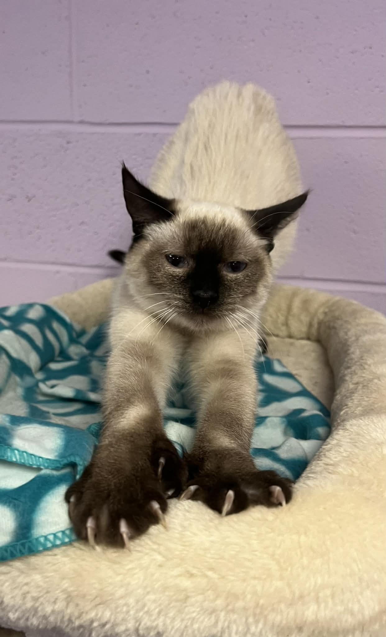 Oakley, an adopted Siamese in Fulton, NY image 5/6