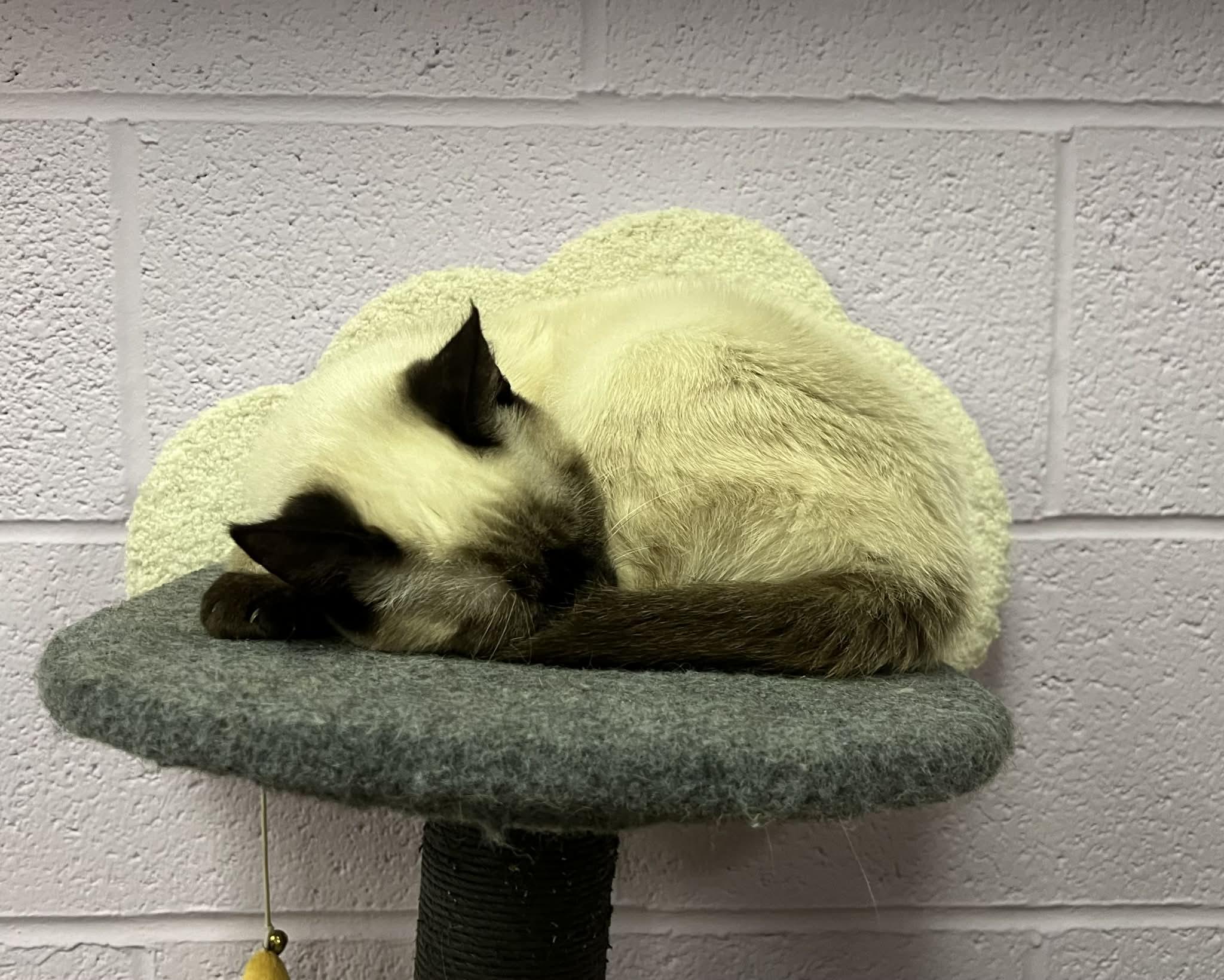 Oakley, an adopted Siamese in Fulton, NY image 4/6