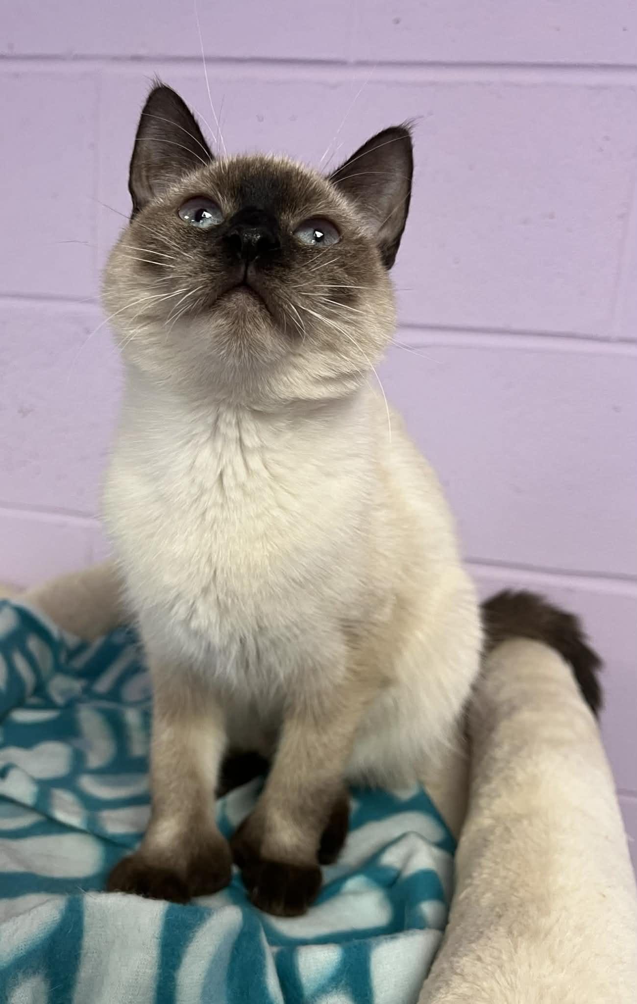 Oakley, an adopted Siamese in Fulton, NY image 3/6