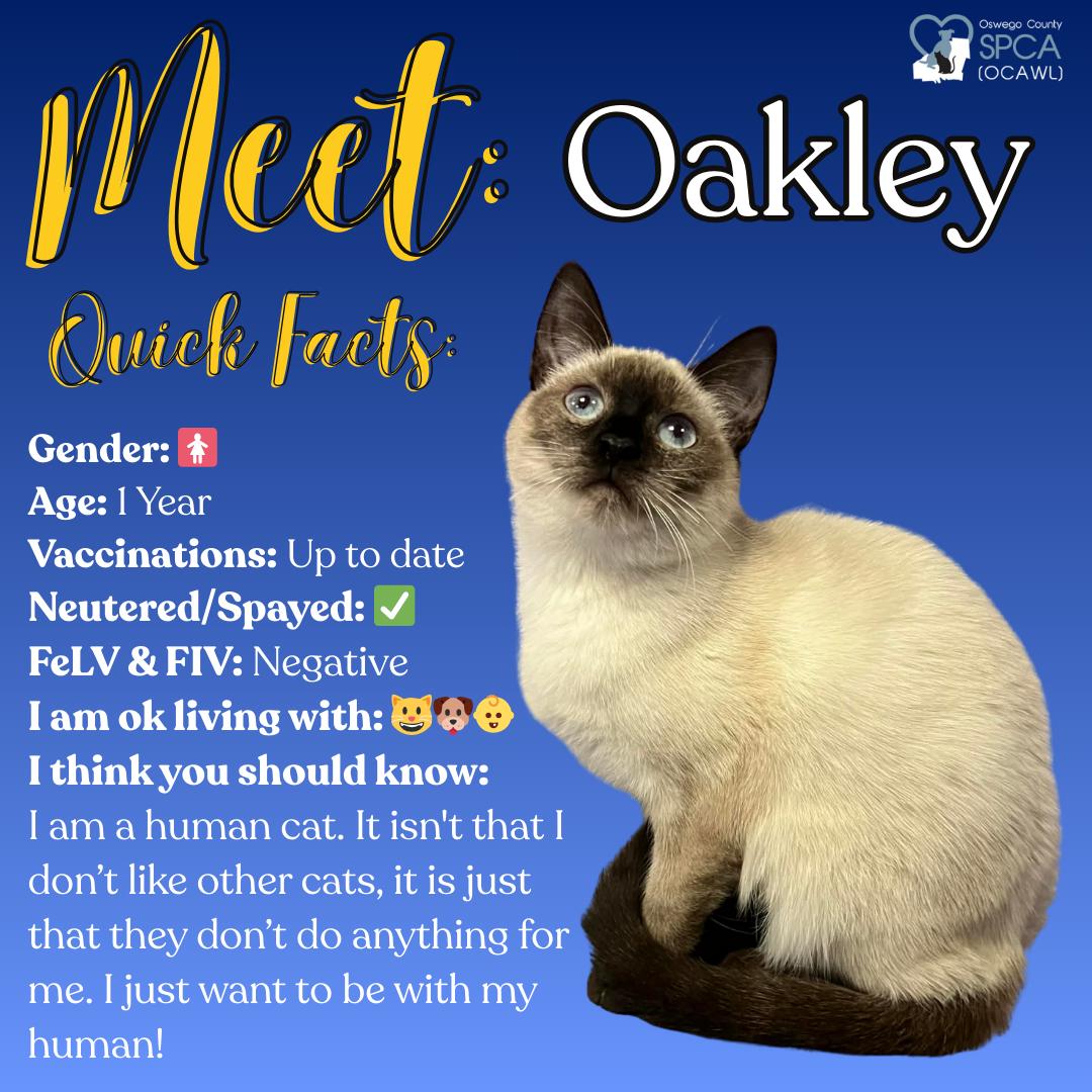 Oakley, an adopted Siamese in Fulton, NY image 1/6