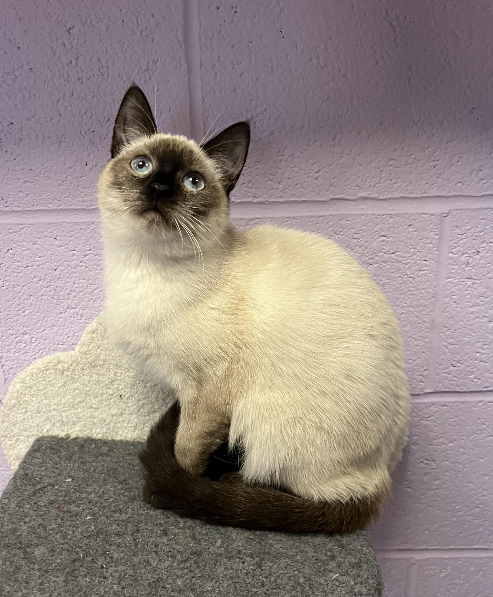 Oakley, an adopted Siamese in Fulton, NY image 2/6