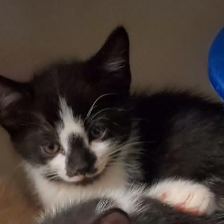 Maverick, Adoptable, Kitten Male Domestic Medium Hair.