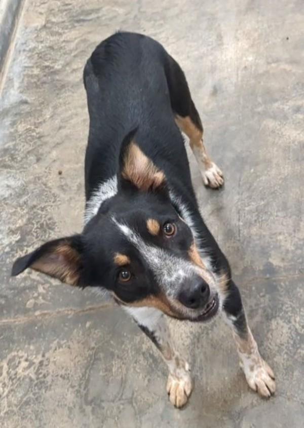 Enlarge Atlas, a Adoptable mixed breed in Osage Beach, MO image 2/2