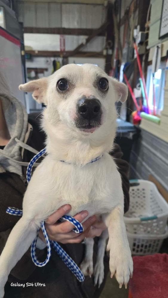 Enlarge Sadie, a Adoptable mixed breed in Warrenton, MO image 1/1