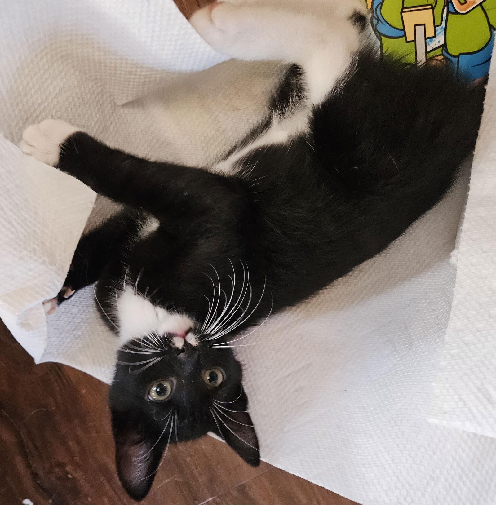 Boo, Adoptable, Adult Male Domestic Short Hair.