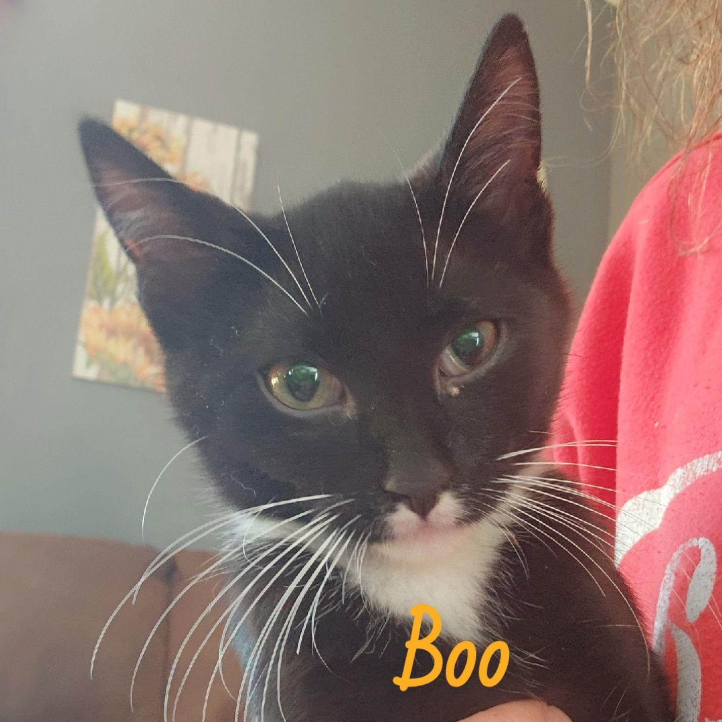 Enlarge Boo, a Adoptable Domestic Short Hair in Brooklyn Center, MN image 2/3