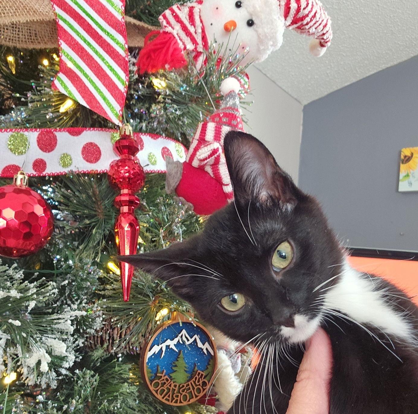 Enlarge Boo, a Adoptable Domestic Short Hair in Brooklyn Center, MN image 3/3