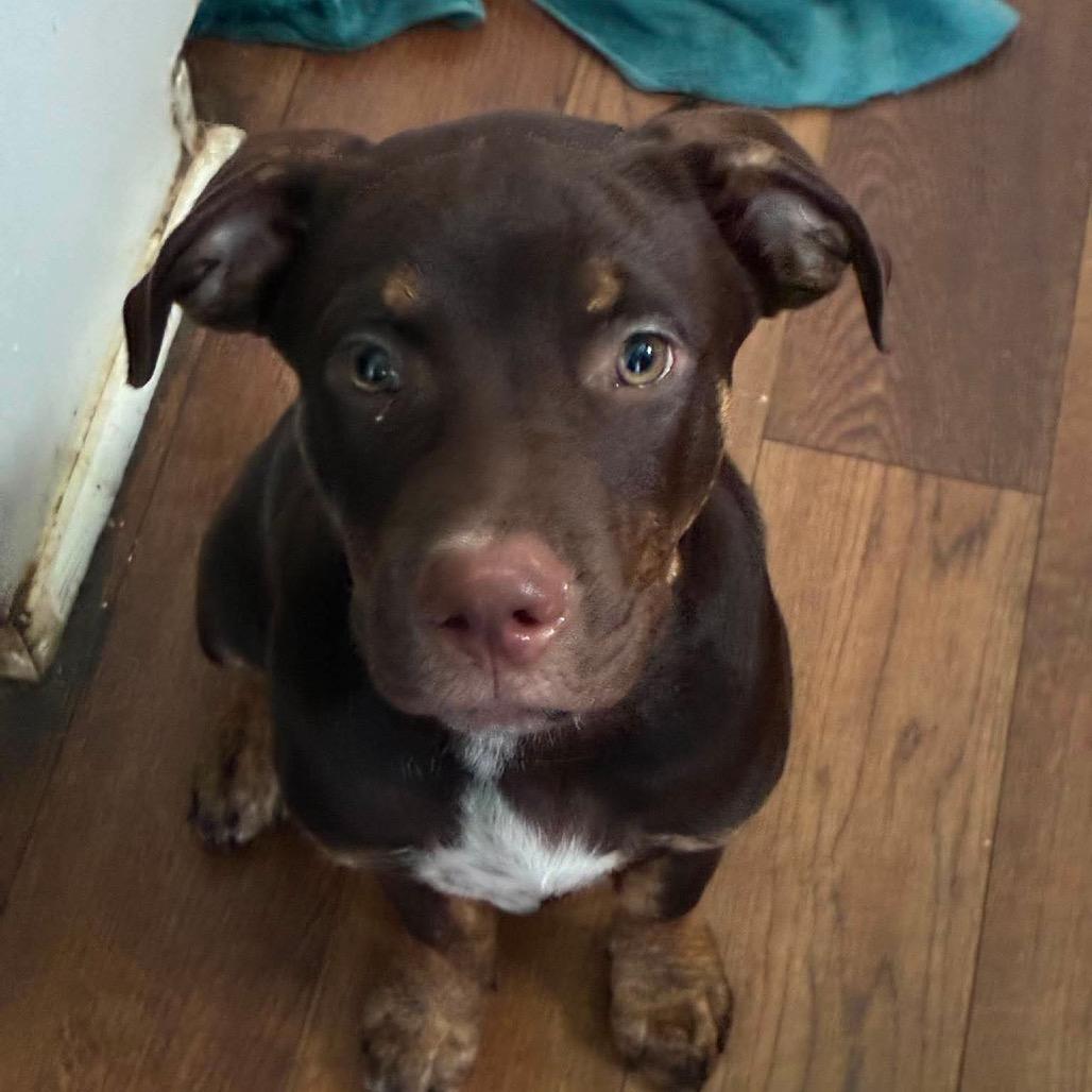 Duke, Adoptable, Puppy Male Mixed Breed.