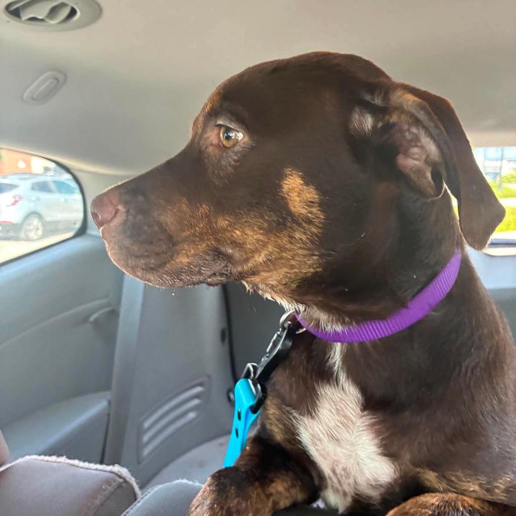 Enlarge Duke, a Adoptable Mixed Breed in Farmersville, OH image 2/4