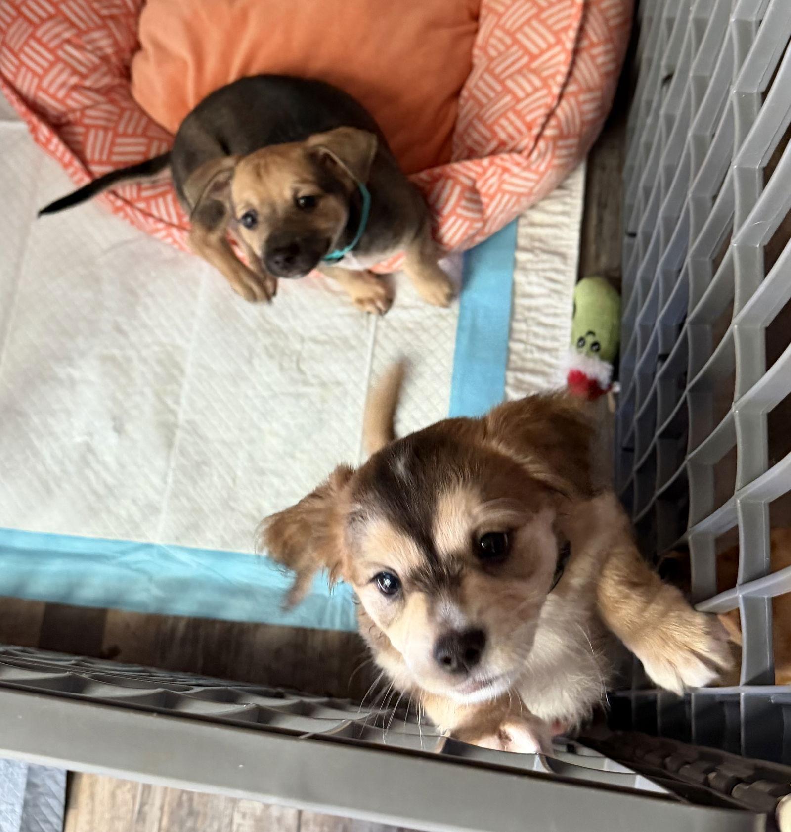 Enlarge Jimmy, a Adopted Dachshund in Colorado Springs, CO image 1/2