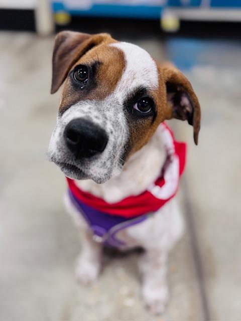 Rascal - Adopted | Petfinder