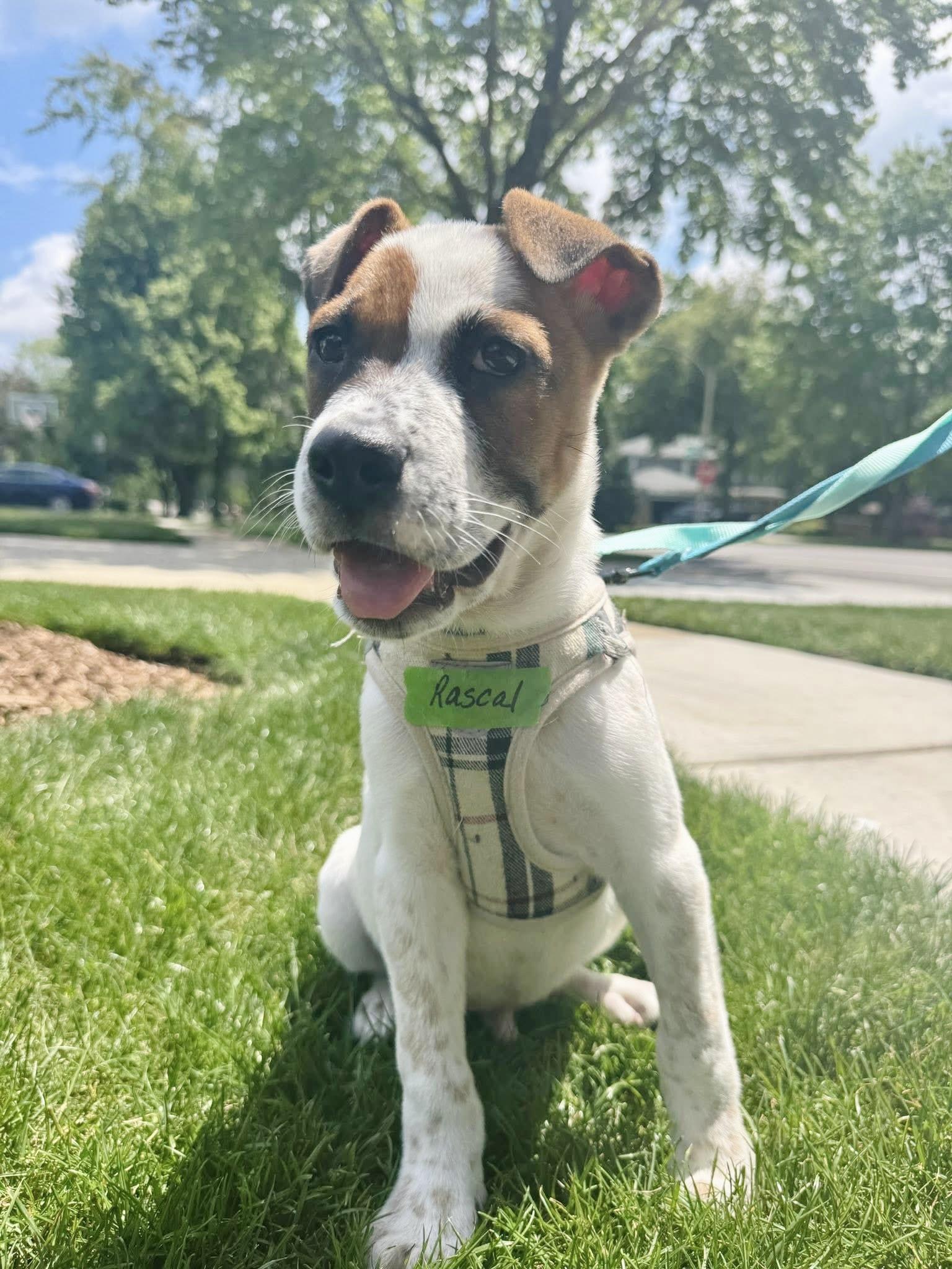 Rascal - Adopted | Petfinder