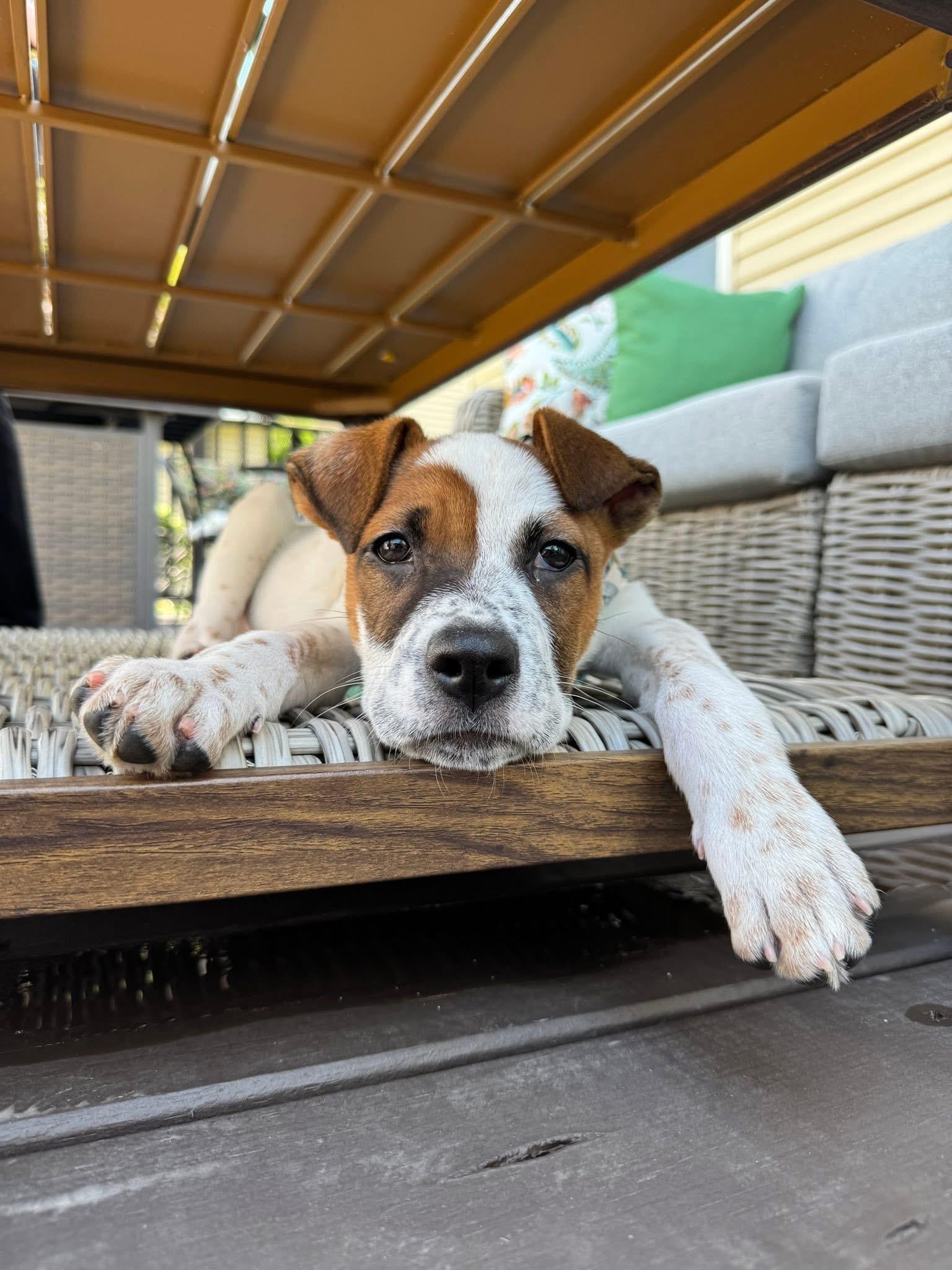 Rascal - Adopted | Petfinder