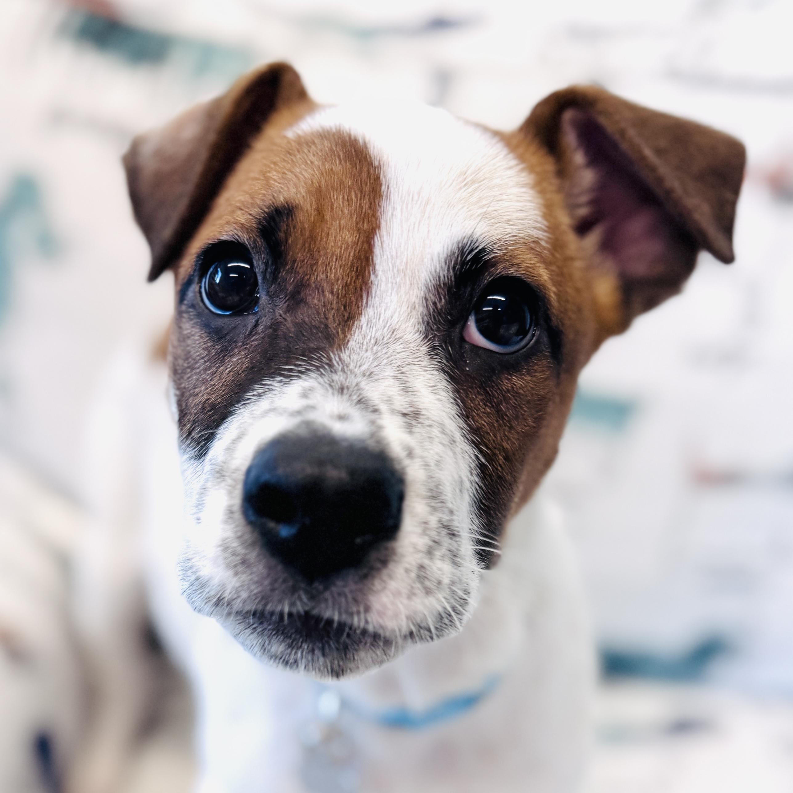 Rascal - Adoptable Pet | Petfinder | Petfinder