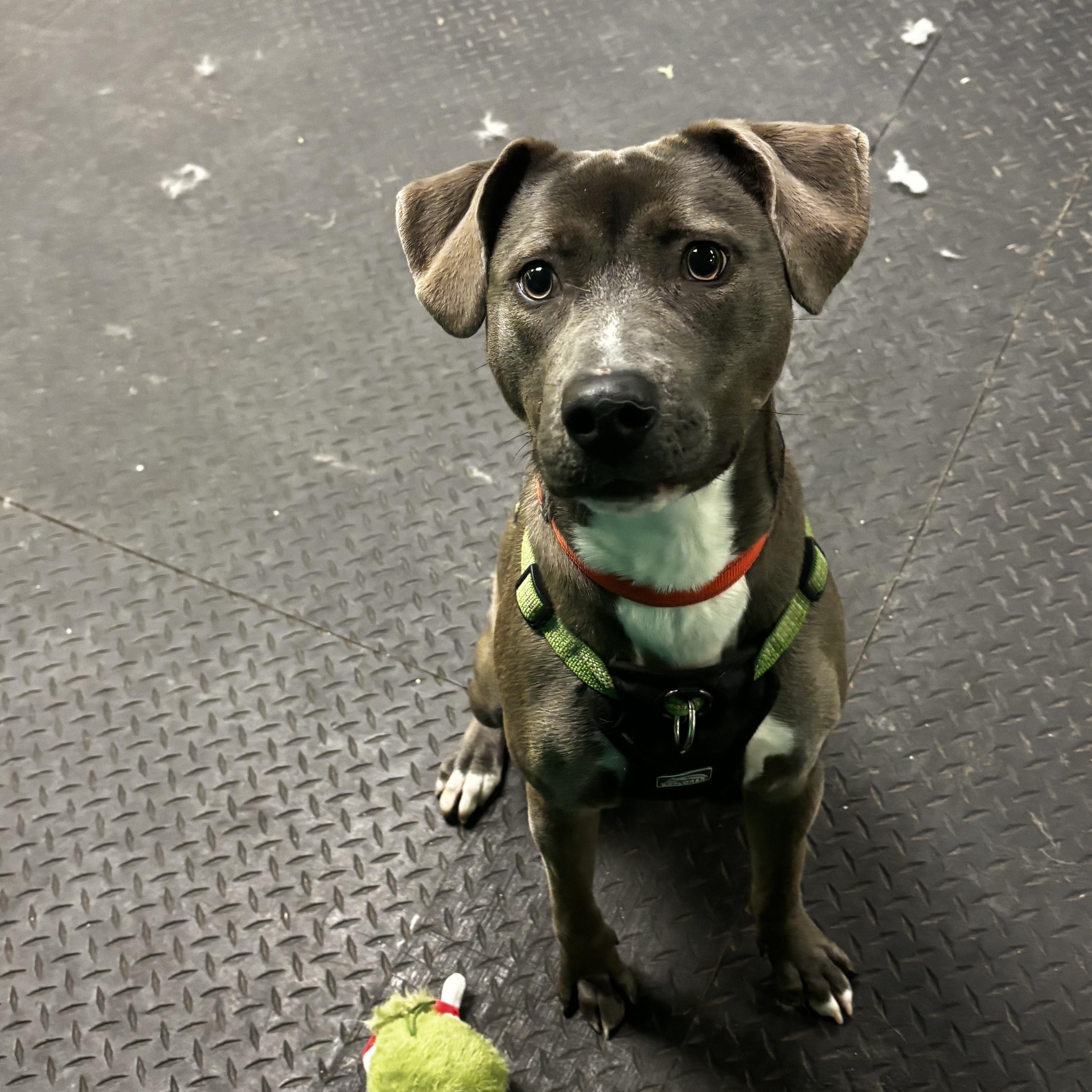 Denim, ADOPTABLE, Young Male Terrier.