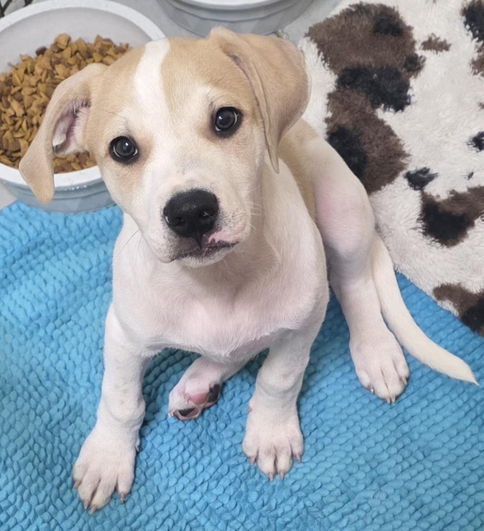 Romeo, adopted, Puppy Male Labrador Retriever.