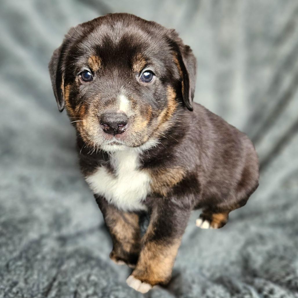 Enlarge Kobe, a Adoptable mixed breed in Fairfax, VA image 1/6