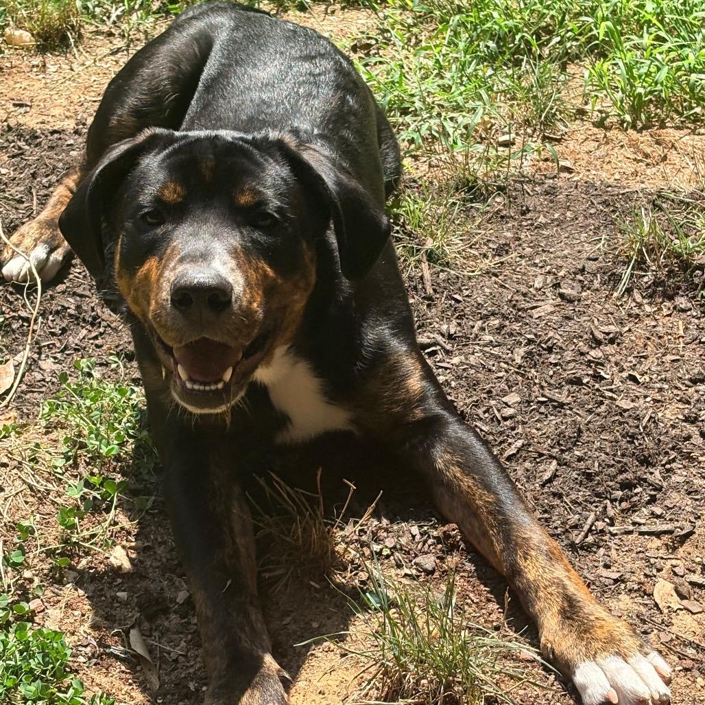 Enlarge Kobe, a Adoptable mixed breed in Fairfax, VA image 2/6