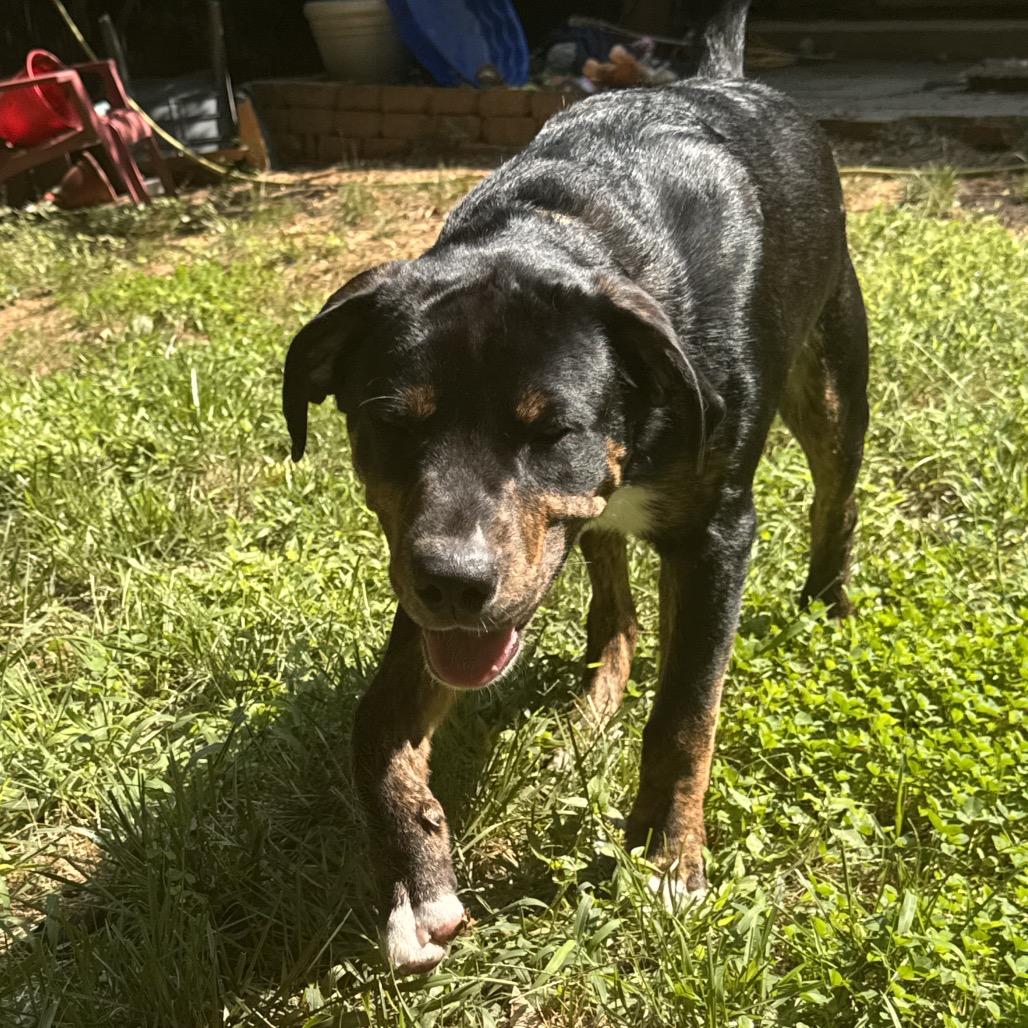 Enlarge Kobe, a Adoptable mixed breed in Fairfax, VA image 3/6