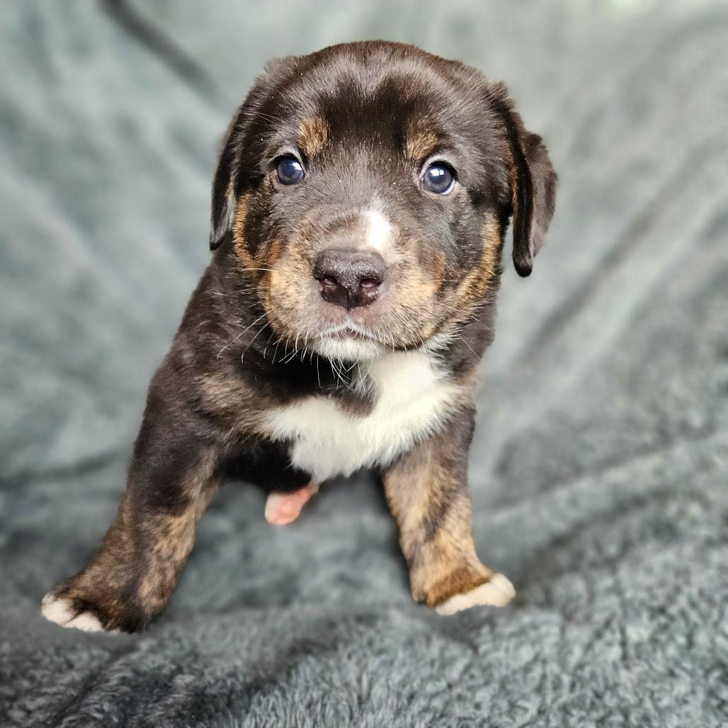 Enlarge Kobe, a Adoptable mixed breed in Fairfax, VA image 4/6