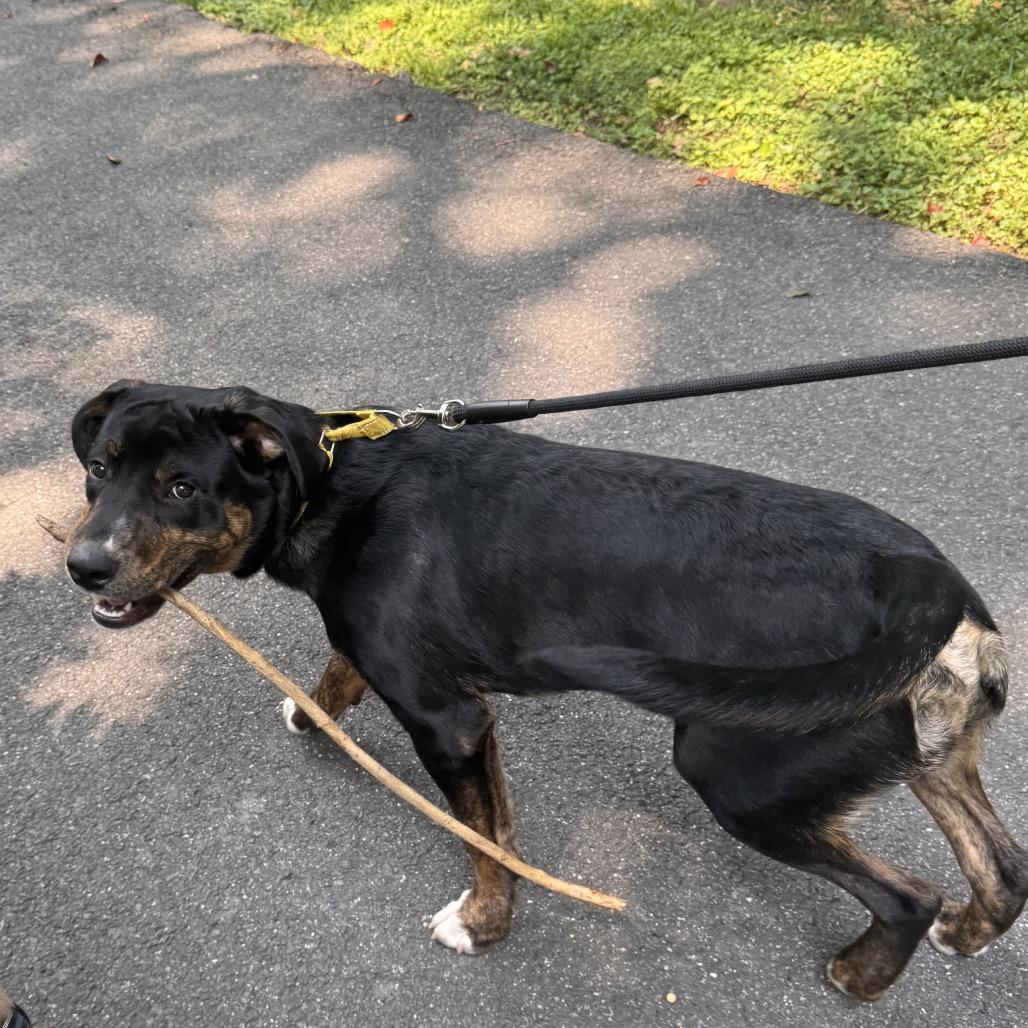 Enlarge Kobe, a Adoptable mixed breed in Fairfax, VA image 6/6