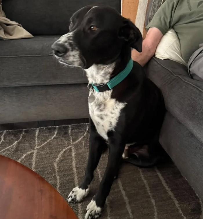 Porter, ADOPTABLE, Young Male Black Labrador Retriever & Cattle Dog.
