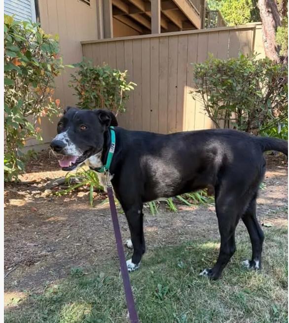 Porter, a ADOPTABLE mixed breed in Davis, CA image 5/5
