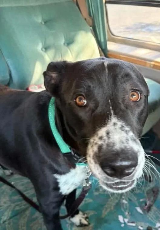 Porter, a ADOPTABLE mixed breed in Davis, CA image 1/5