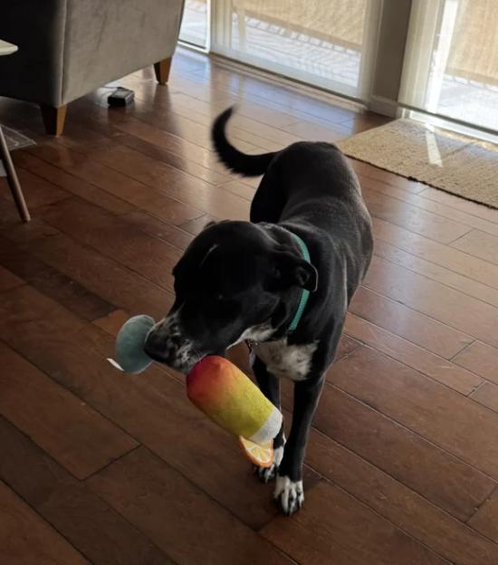 Enlarge Porter, a ADOPTABLE mixed breed in Davis, CA image 3/3