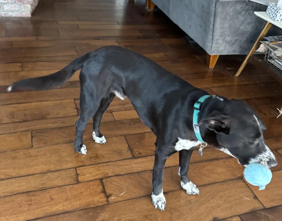 Enlarge Porter, a ADOPTABLE mixed breed in Davis, CA image 2/3