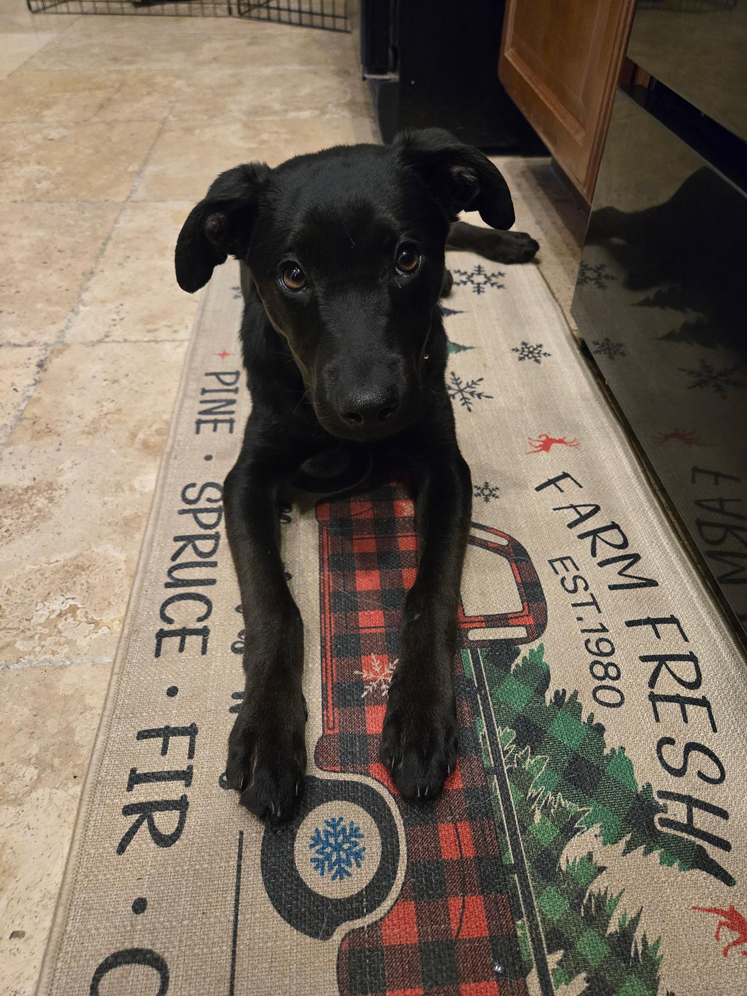 Rosie, ADOPTABLE, Puppy Female Black Labrador Retriever.