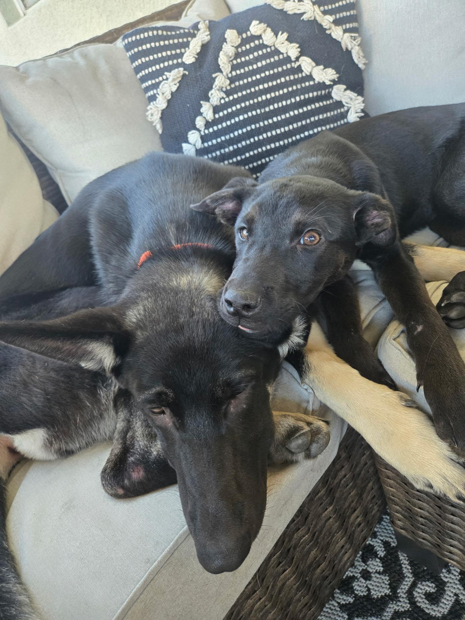 Enlarge Rosie, a ADOPTABLE mixed breed in tampa, FL image 2/6