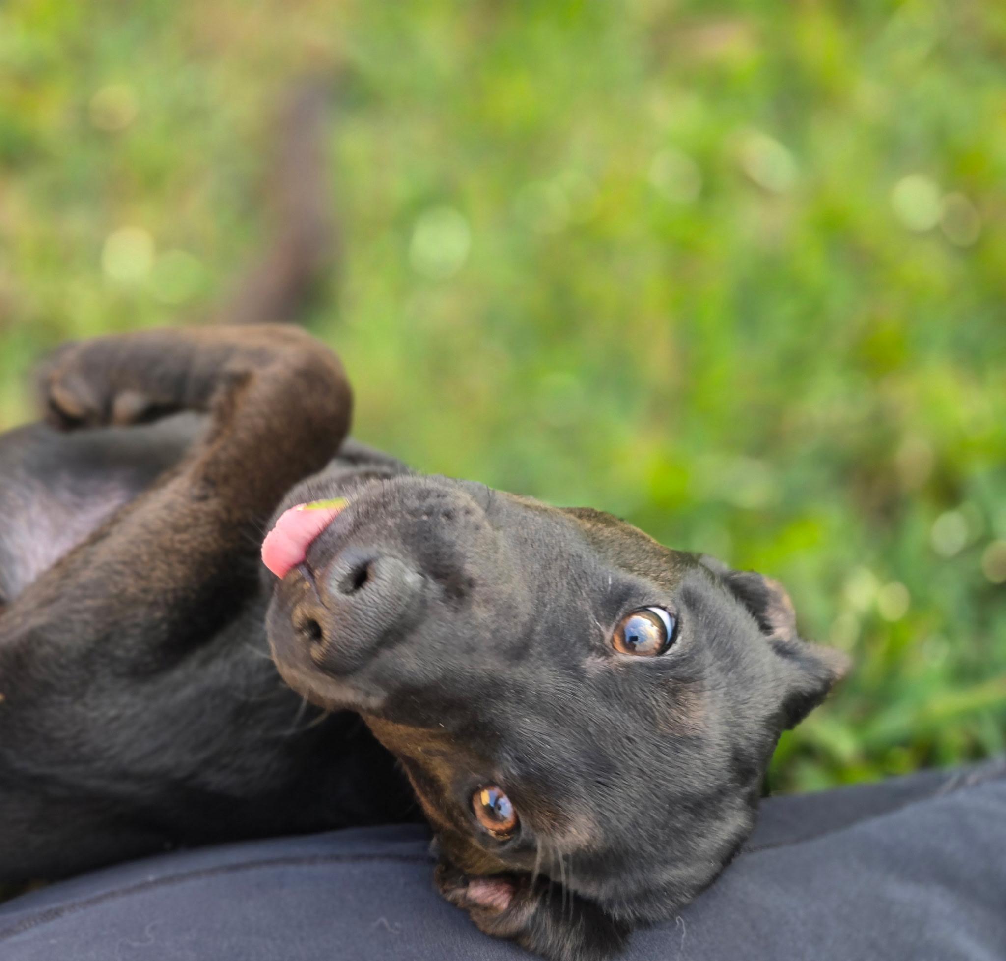 Enlarge Rosie, a ADOPTABLE mixed breed in tampa, FL image 6/6