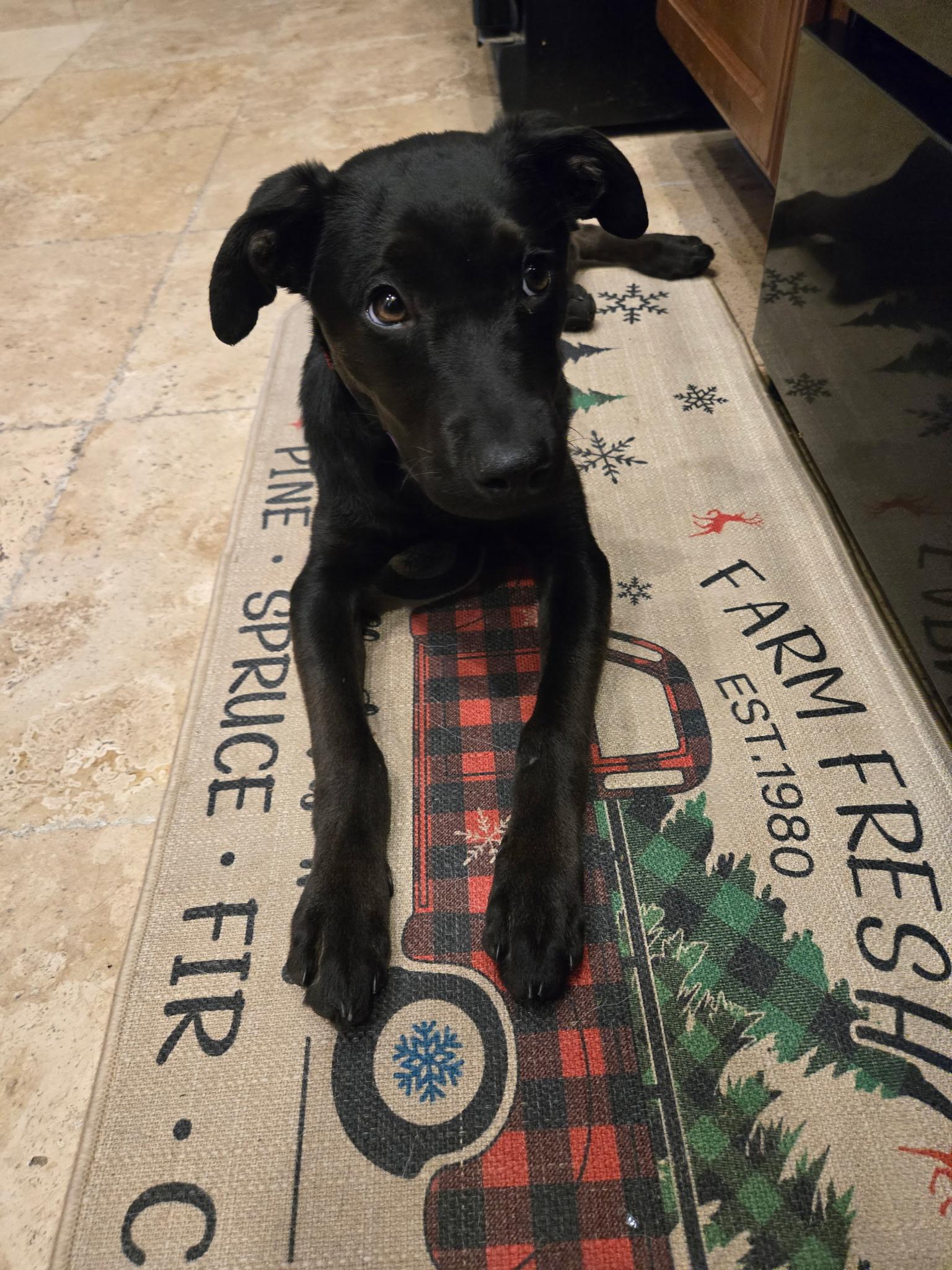 Enlarge Rosie, a ADOPTABLE mixed breed in tampa, FL image 5/6