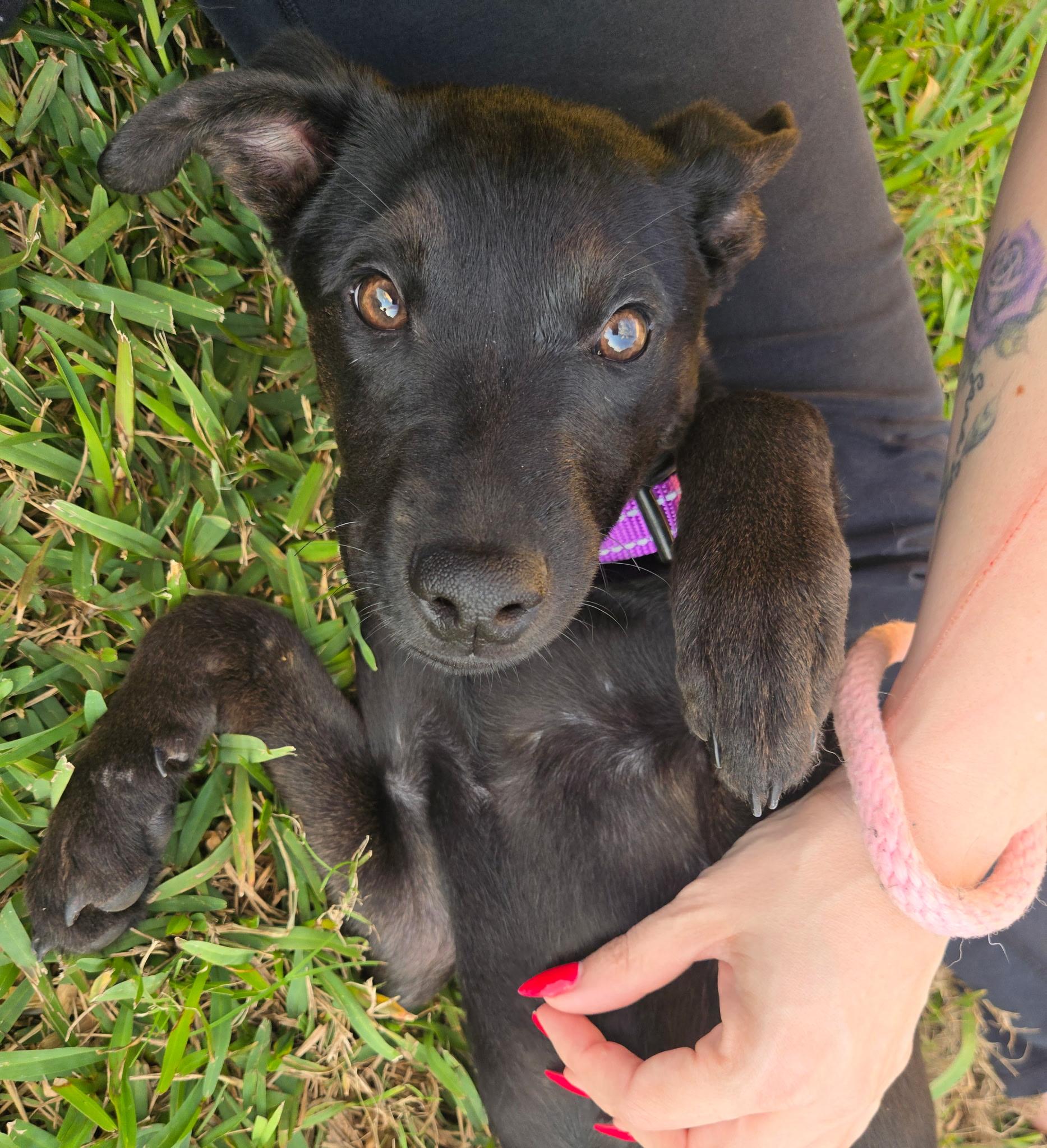 Enlarge Rosie, a ADOPTABLE mixed breed in tampa, FL image 3/6