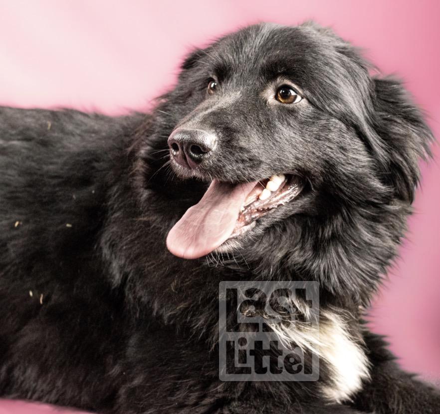 Oreo, Adoptable, Puppy Female Australian Shepherd.