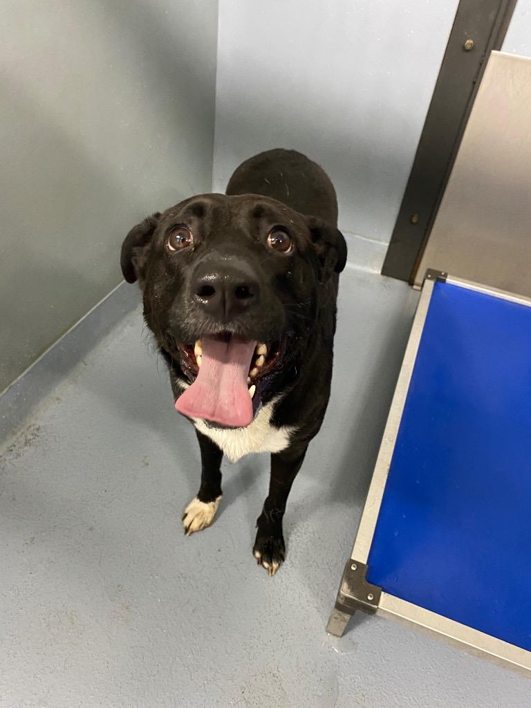 Trouble, Adoptable, Adult Male Black Labrador Retriever & Mixed Breed.