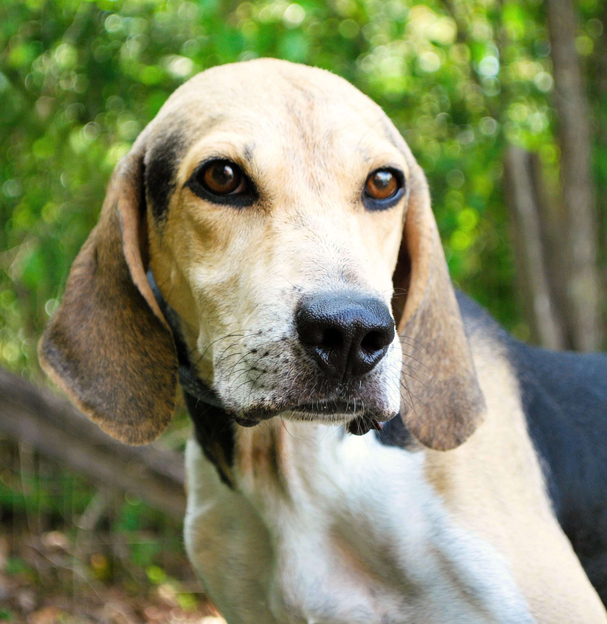 Enlarge Walker, a ADOPTABLE Treeing Walker Coonhound in manchester, TN image 2/3