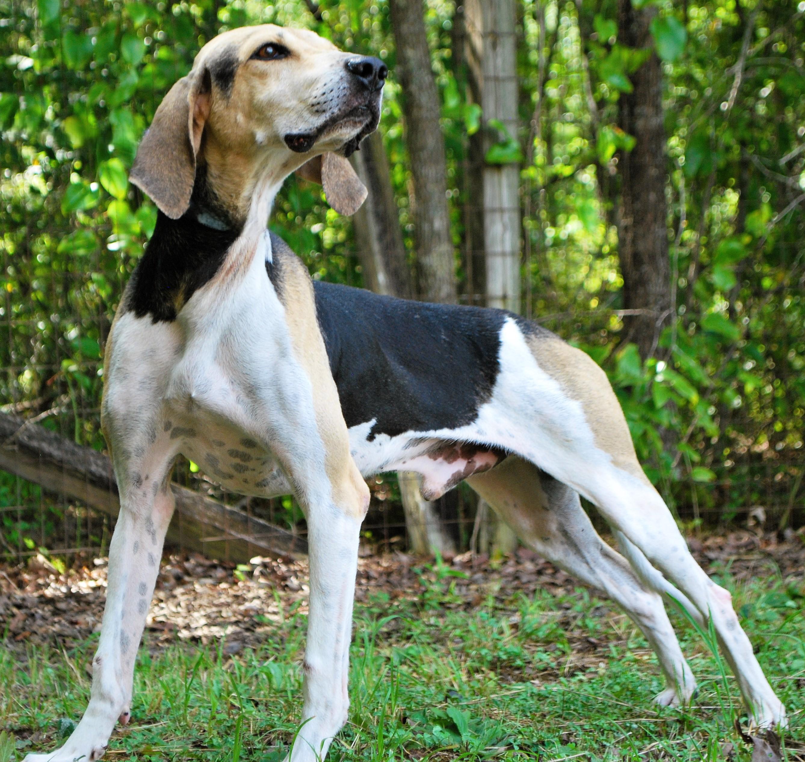 Enlarge Walker, a ADOPTABLE Treeing Walker Coonhound in manchester, TN image 3/3